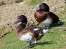 Baer's Pochard (WWT Slimbridge March 2011) - pic by Nigel Key